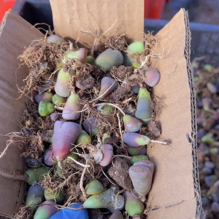 一箱小苗8888888888888