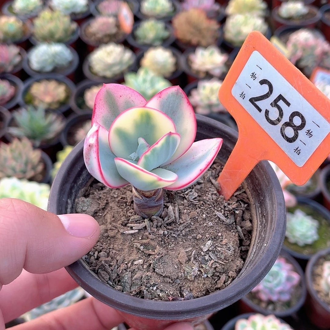 云***彩258号多肉植物盆栽