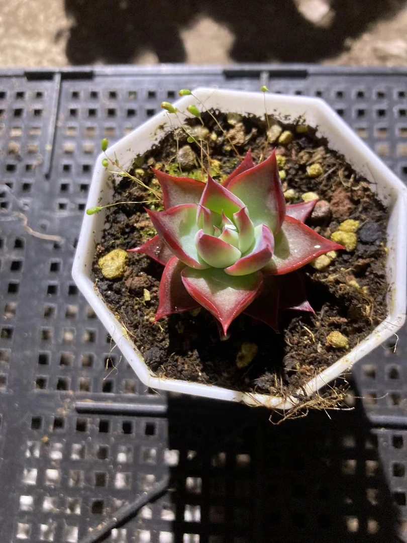 多肉植物 惊鸿仙子  满12.9包邮