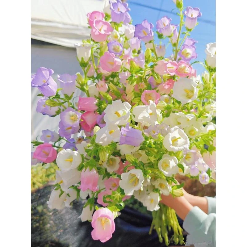 风铃花云南高品质鲜切花鲜花办公室花节日礼品居家装饰