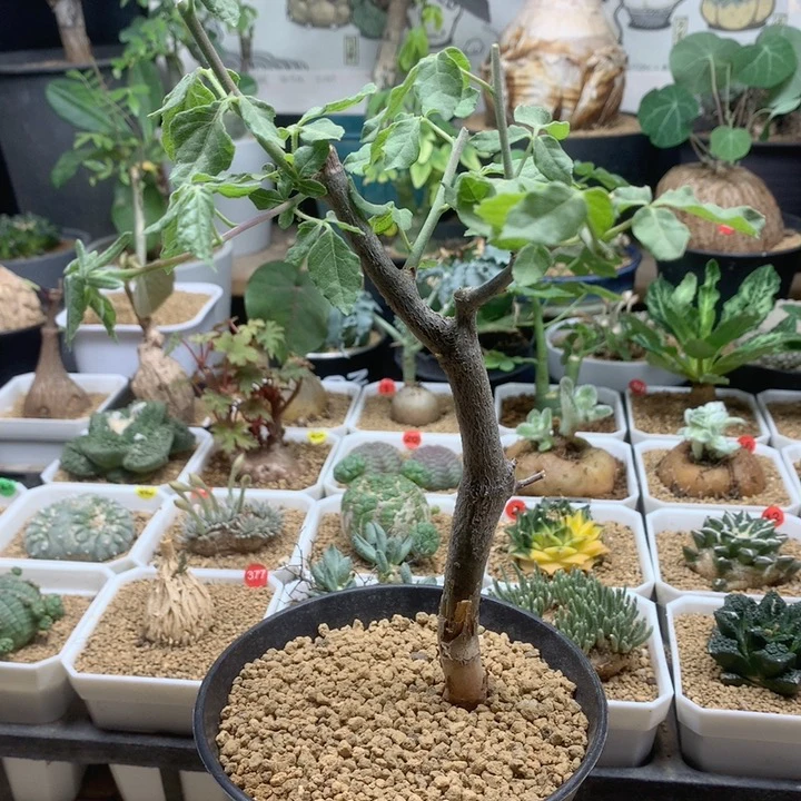 莫里斯没药带盆多肉