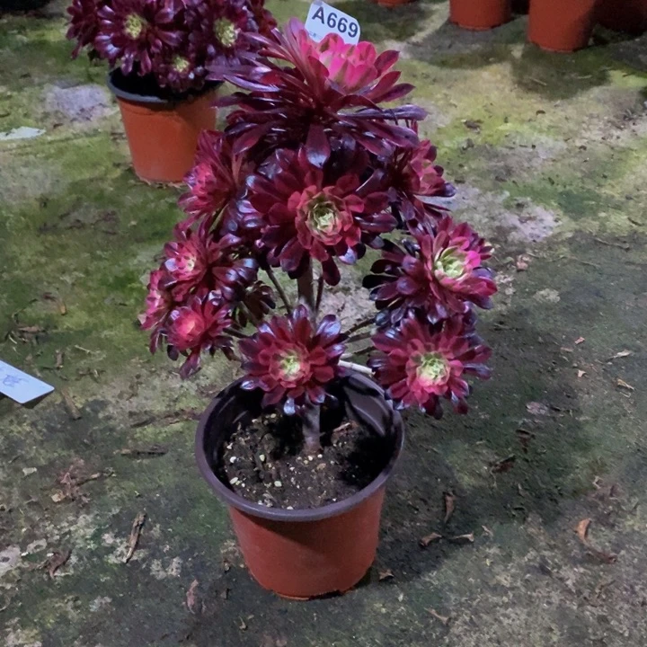 黑铜白多肉植物669