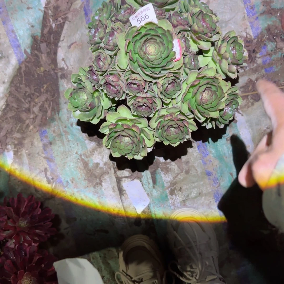 黑魔法师多肉566