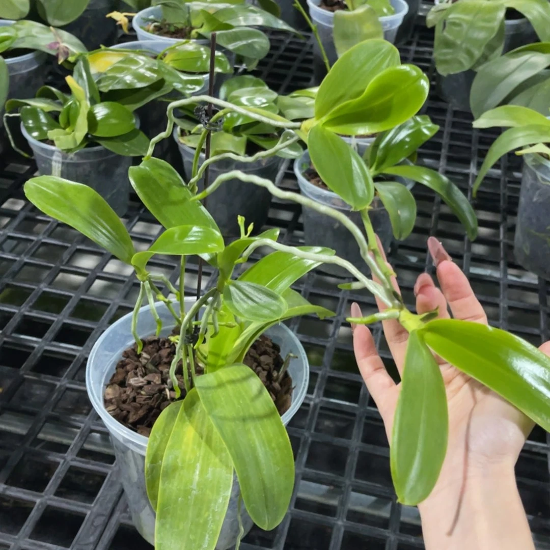 完全开放山菜路德