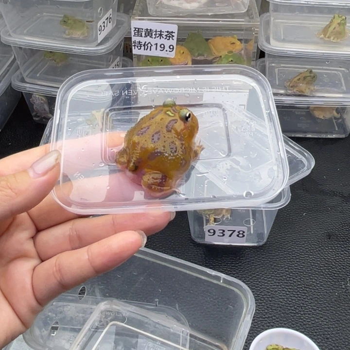 暮***毛豹纹守宫特价变异角蛙7388