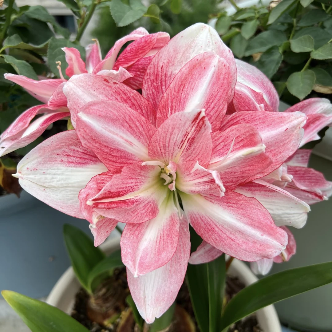 蓝色蜂鸟朱顶红种球盆栽地栽新手易养护爆花强