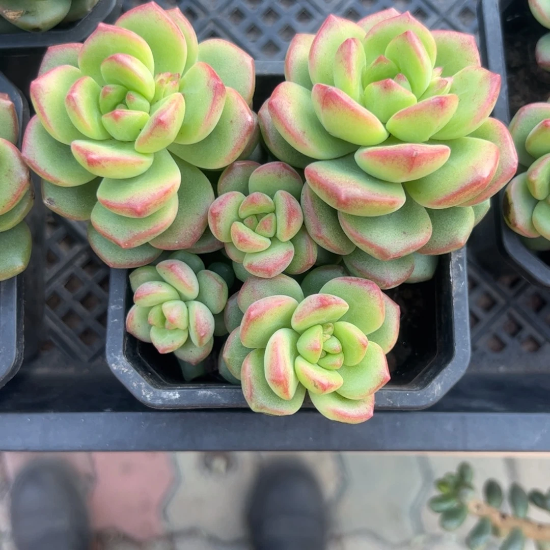阳光玫瑰多肉植物精品