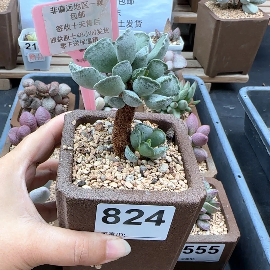 824毛库博多肉植物