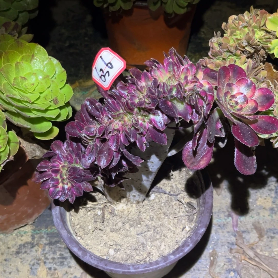 636多肉植物丽娜缀化
