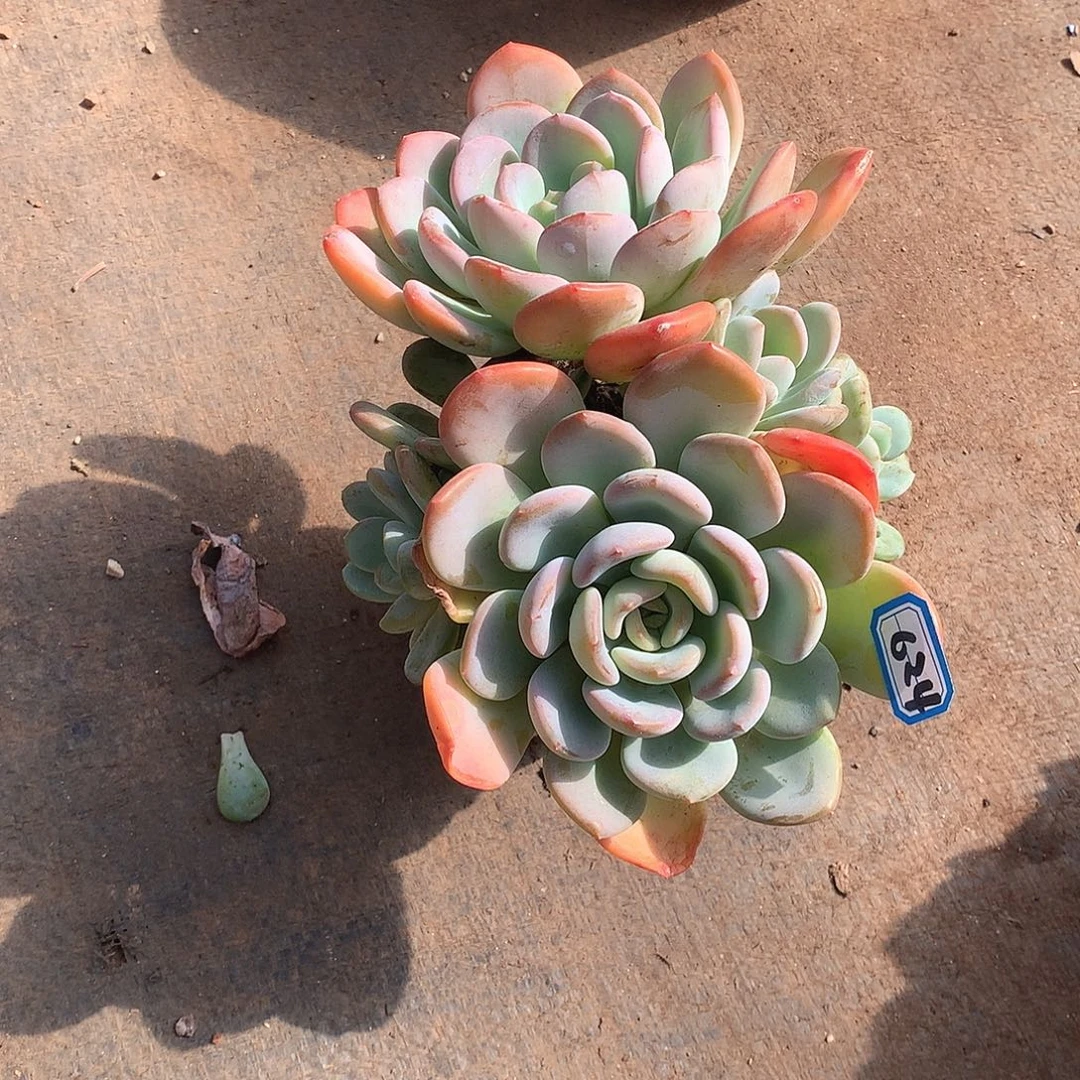 624香城 一物一拍多肉