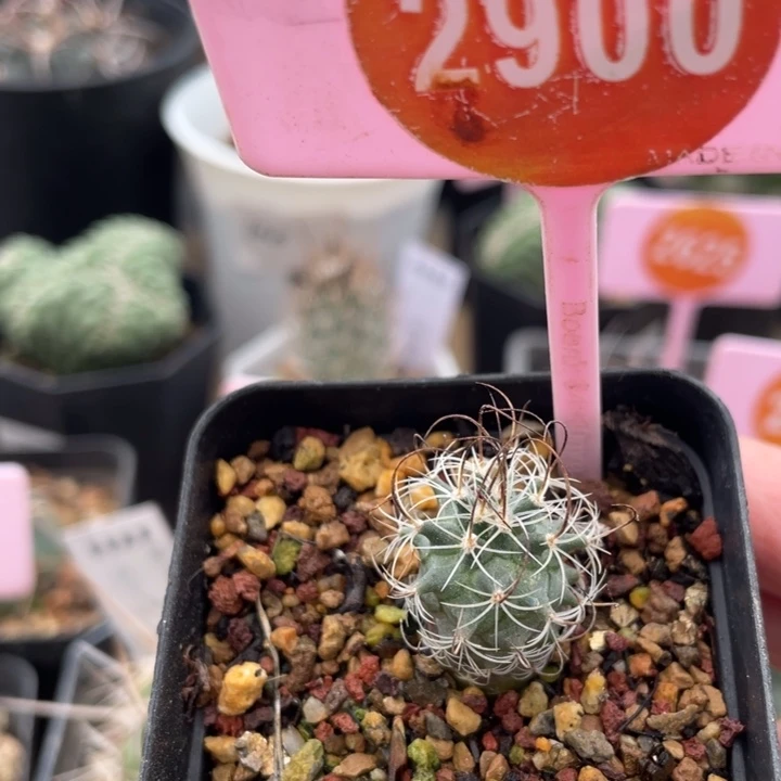 实生草刺娇丽2900
