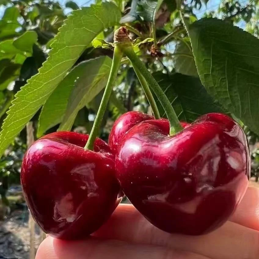 烟台凉地头茬大美早车厘子新鲜水果脆甜多汁顺丰包邮