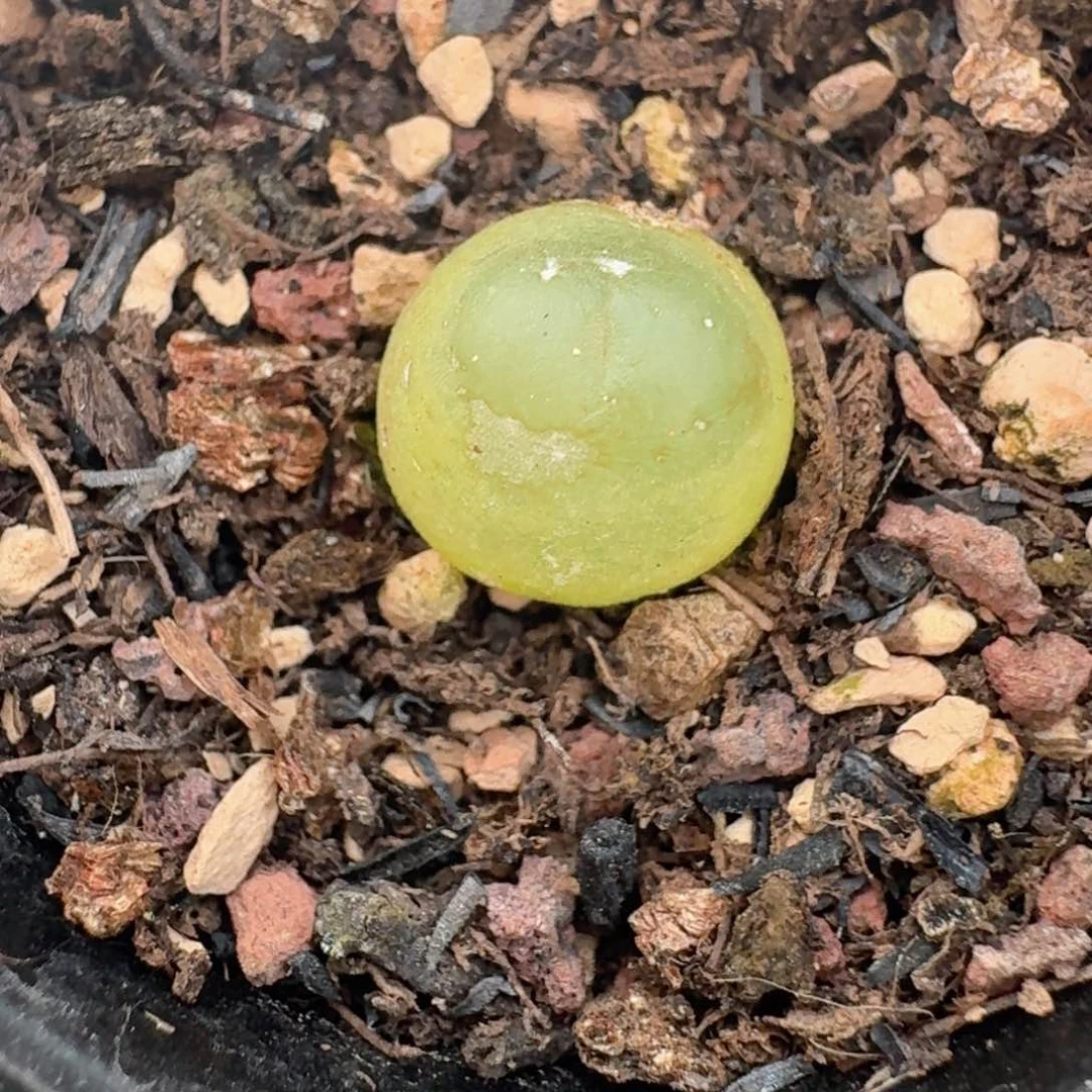 556带盆土发货00000