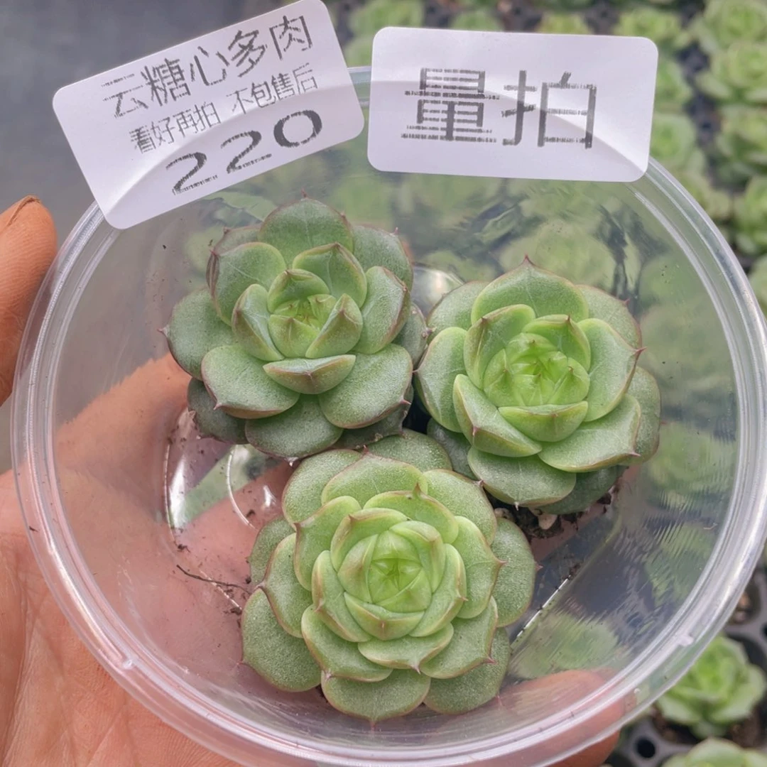 云糖心多肉植物220