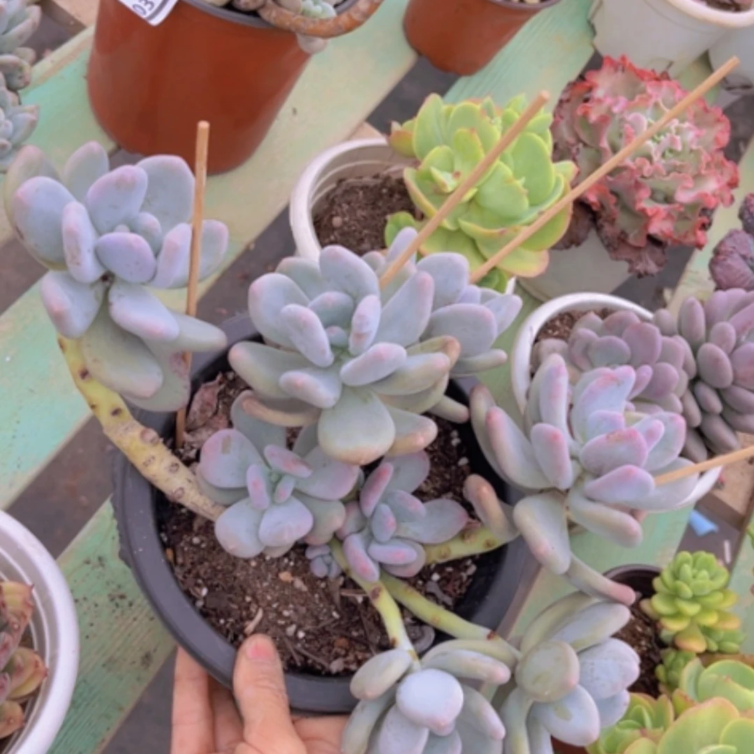 【闪购商品】大叶奶03136