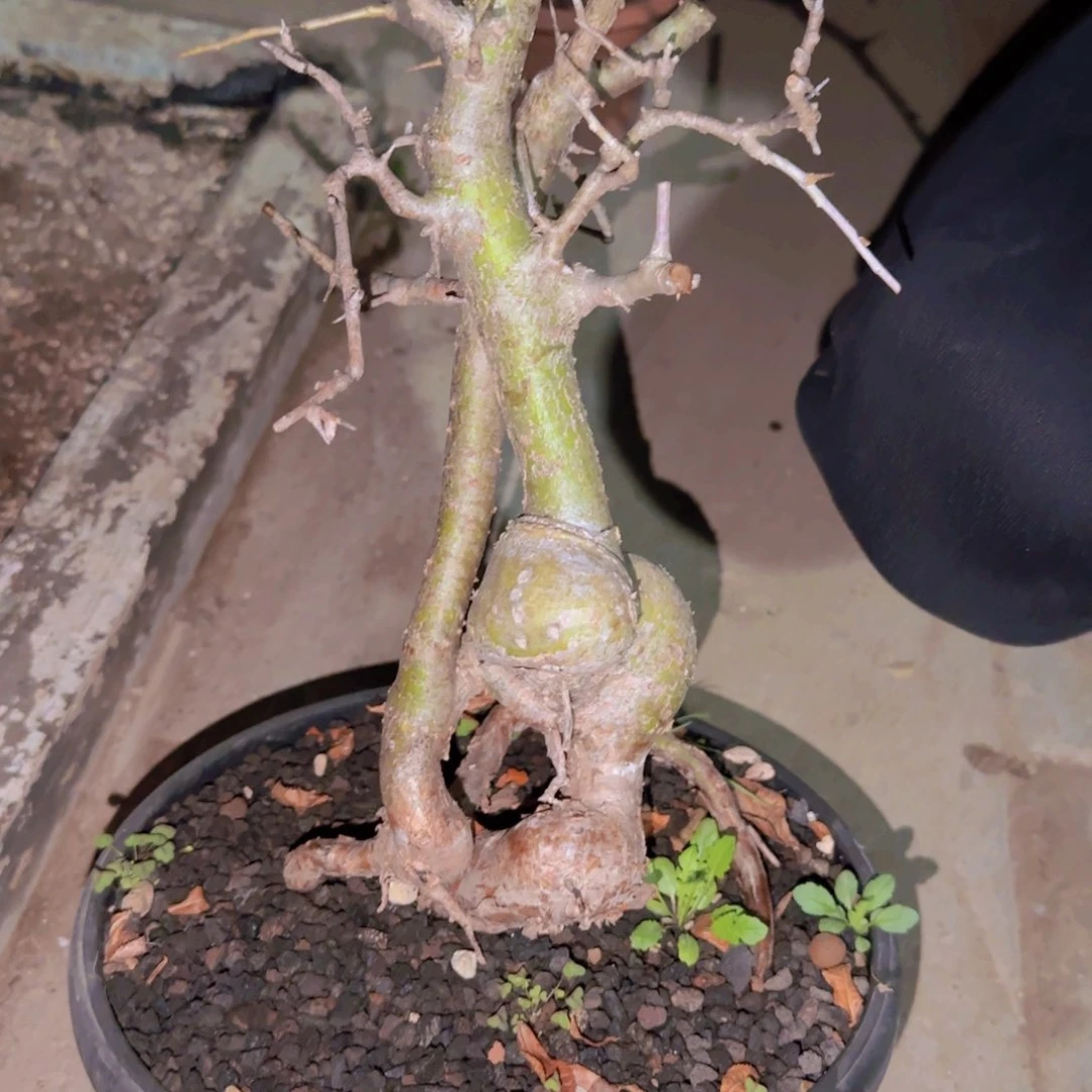 ?****?块根植物块根植物