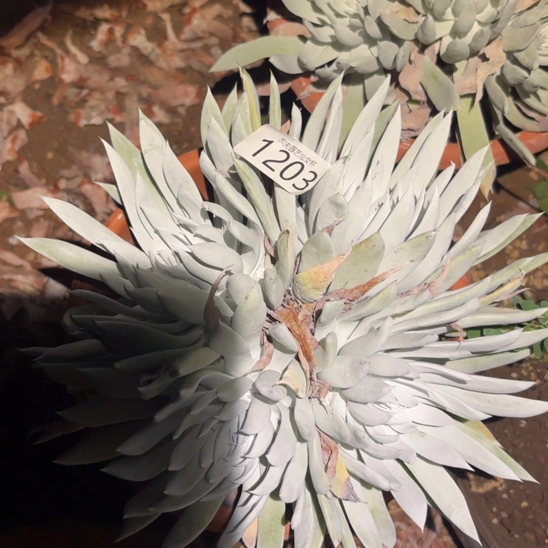 漠然一仙女杯多肉福利