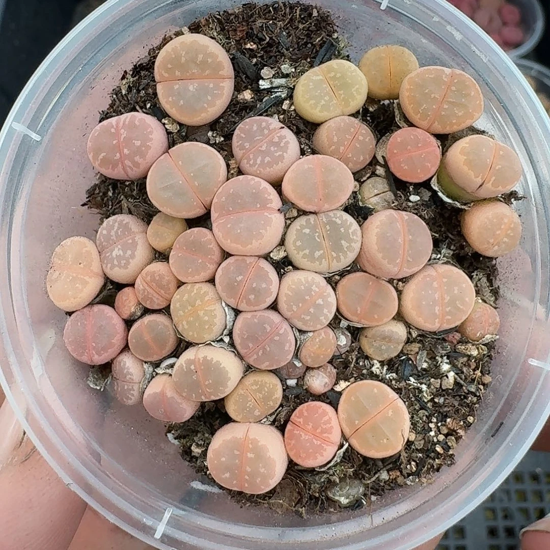 1946 粉橄榄两年哈哈