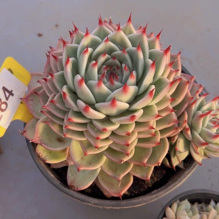 健健康康平平安安