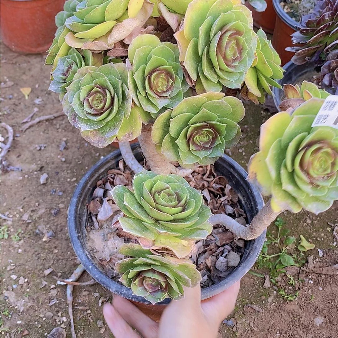 156 号一物一拍多肉植物