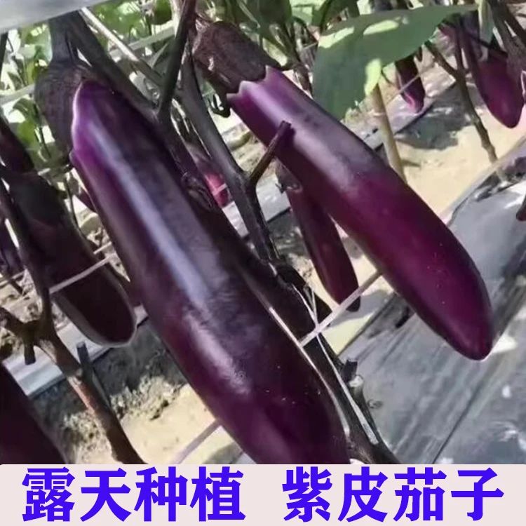 农家自种紫皮茄子红茄线茄长茄新鲜现摘茄子烧烤专用茄子蔬菜包邮