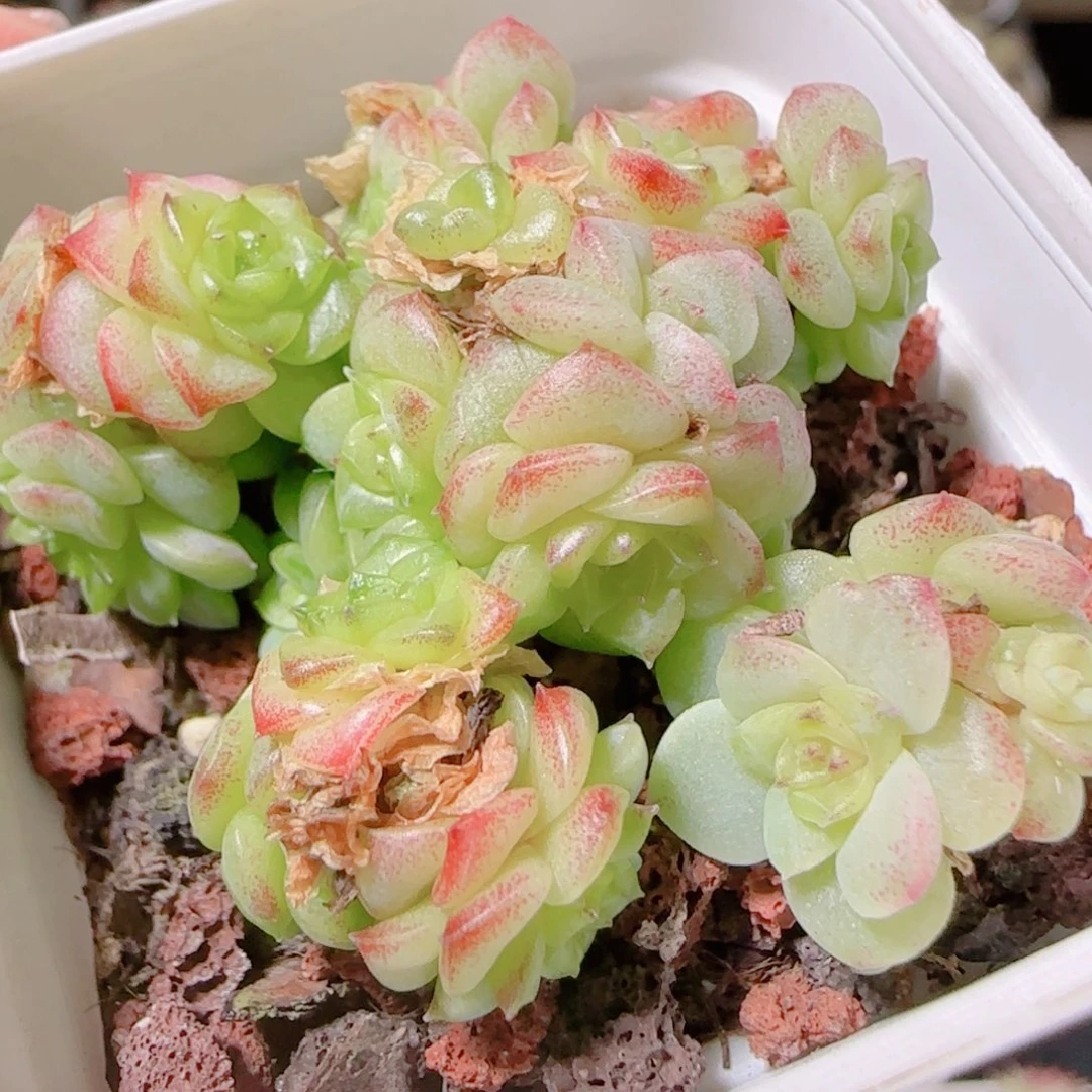 花语逸镜1106-259散