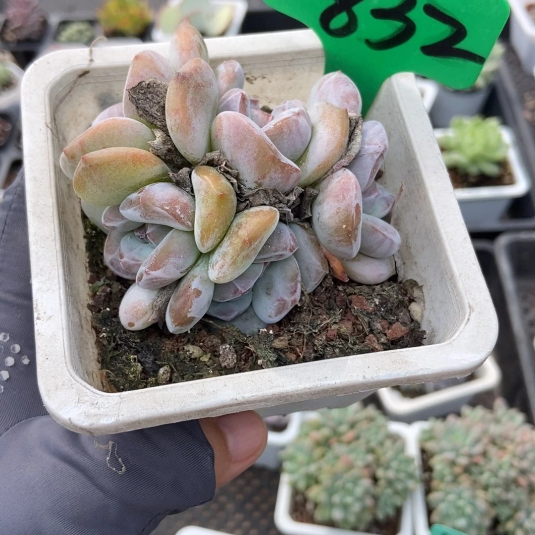 832石榴籽多肉植物