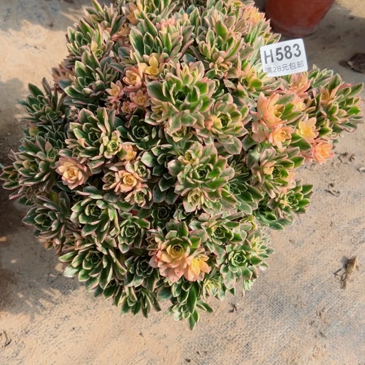 583甜茶多肉多肉