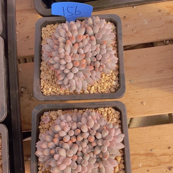 在家了不方便打电话