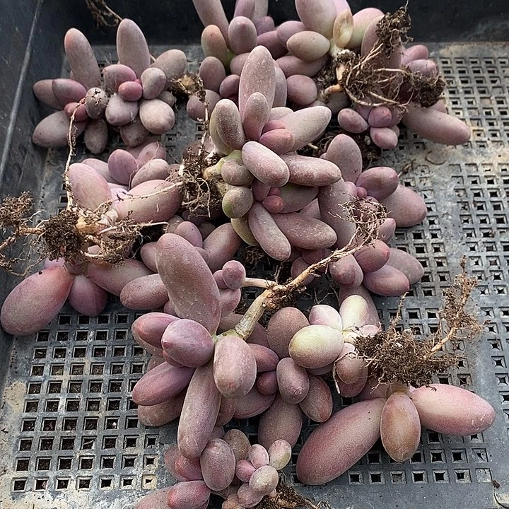 ****冠无花朵0208号一物一拍糖果