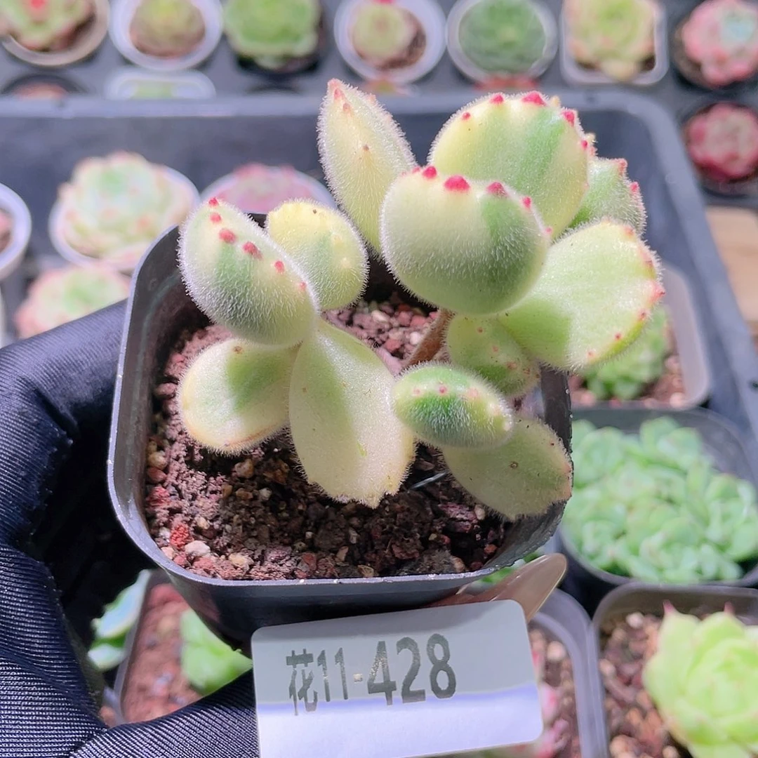 花利美11-428彩熊 不售后
