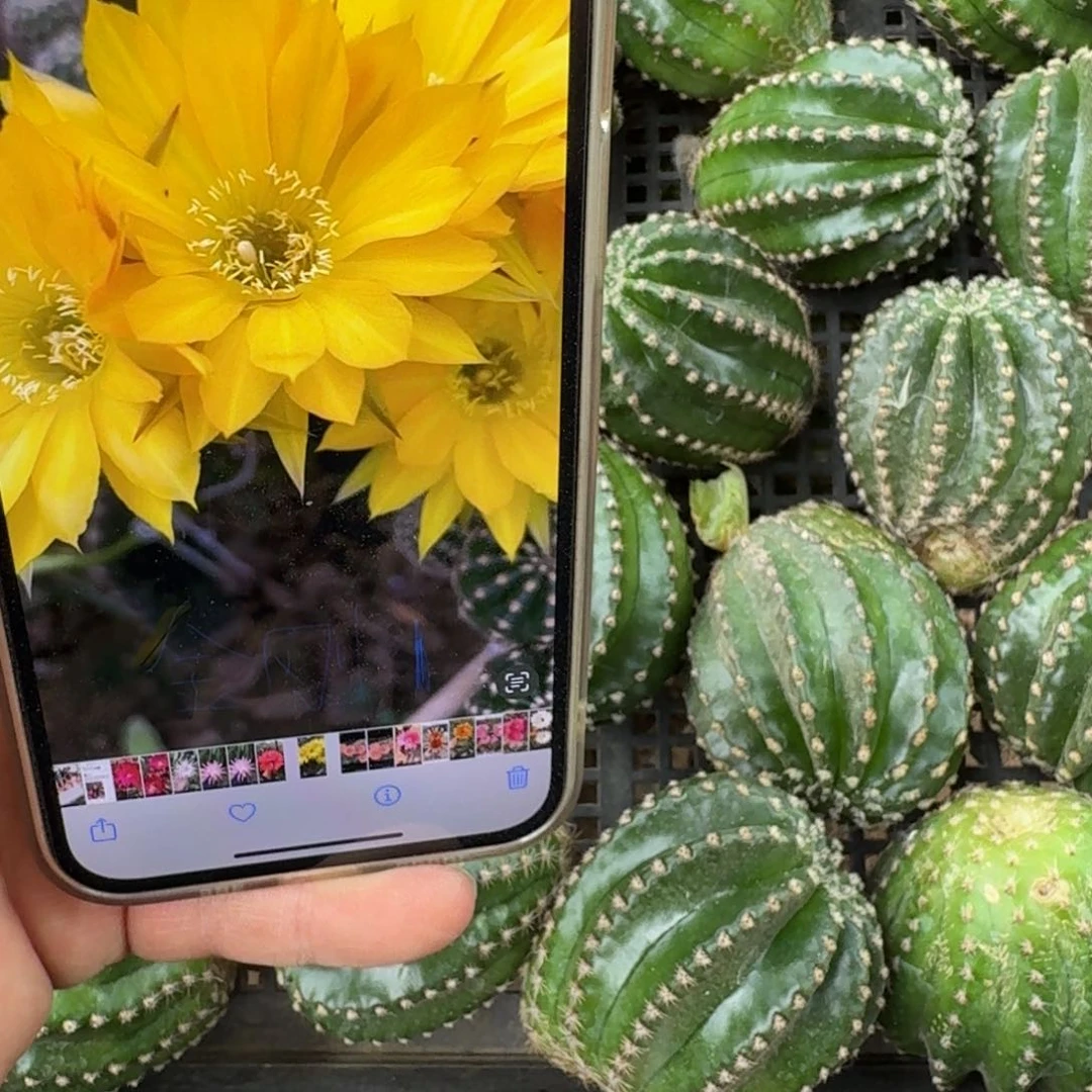 327金刚秋叶歪无根侧牙4公分左右，20包邮