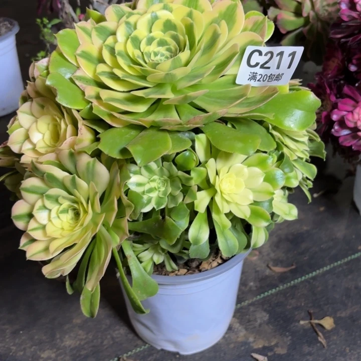 瑞妈一物一拍211