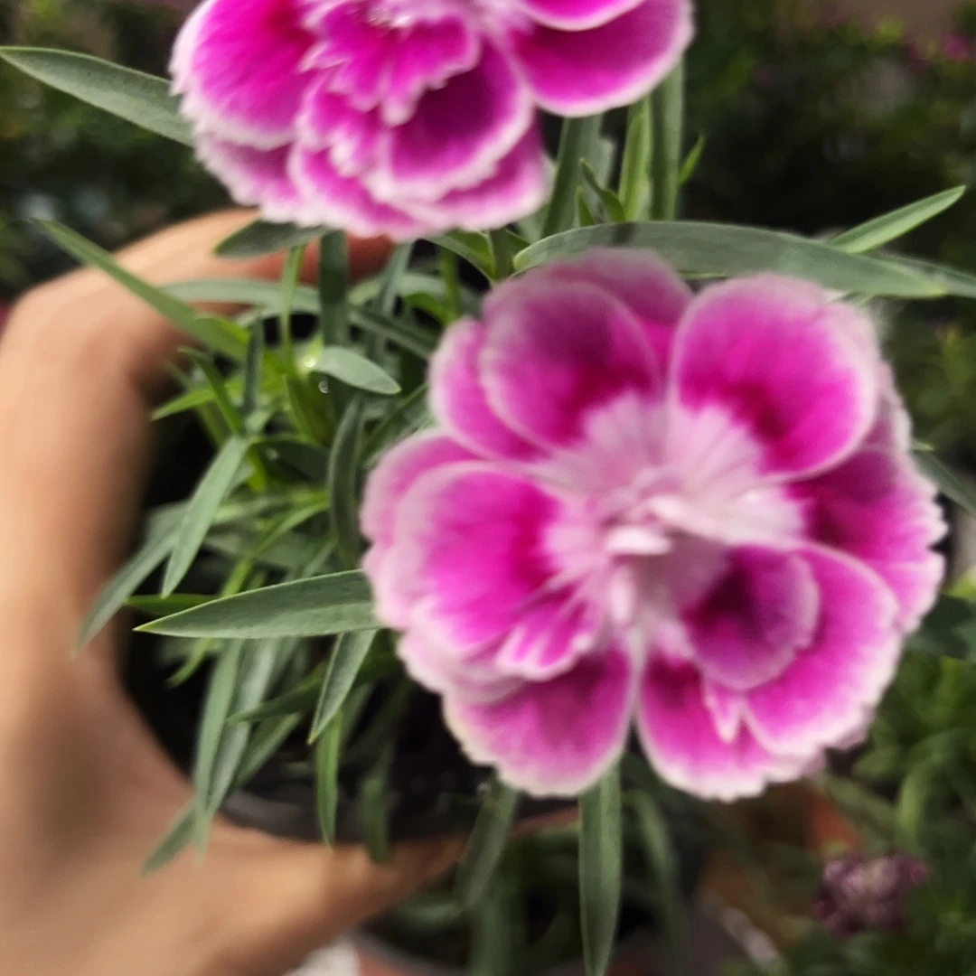 少量花朵（建议范围：2朵-5朵 或40%以下）佛****表