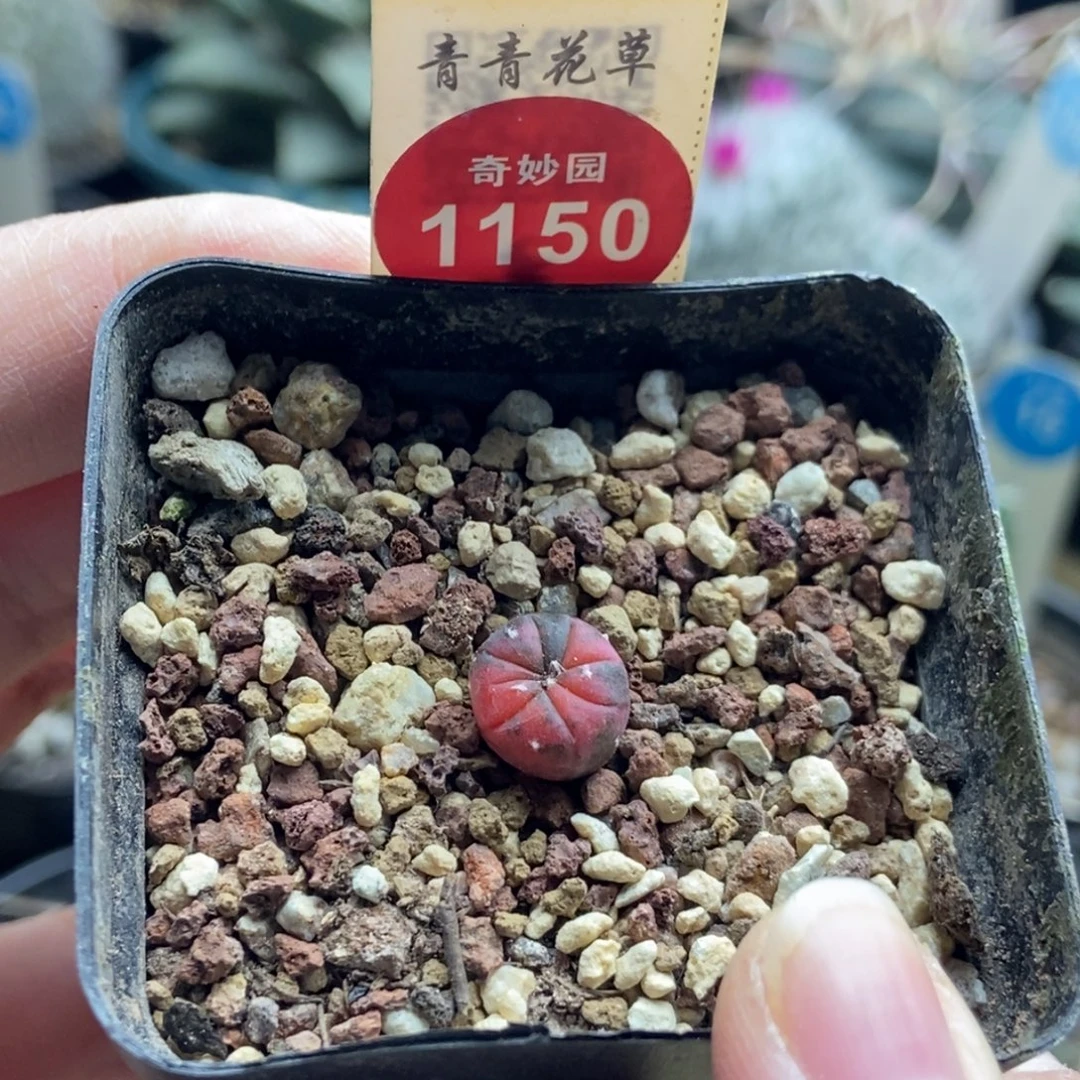实生红兜锦1cm一棵