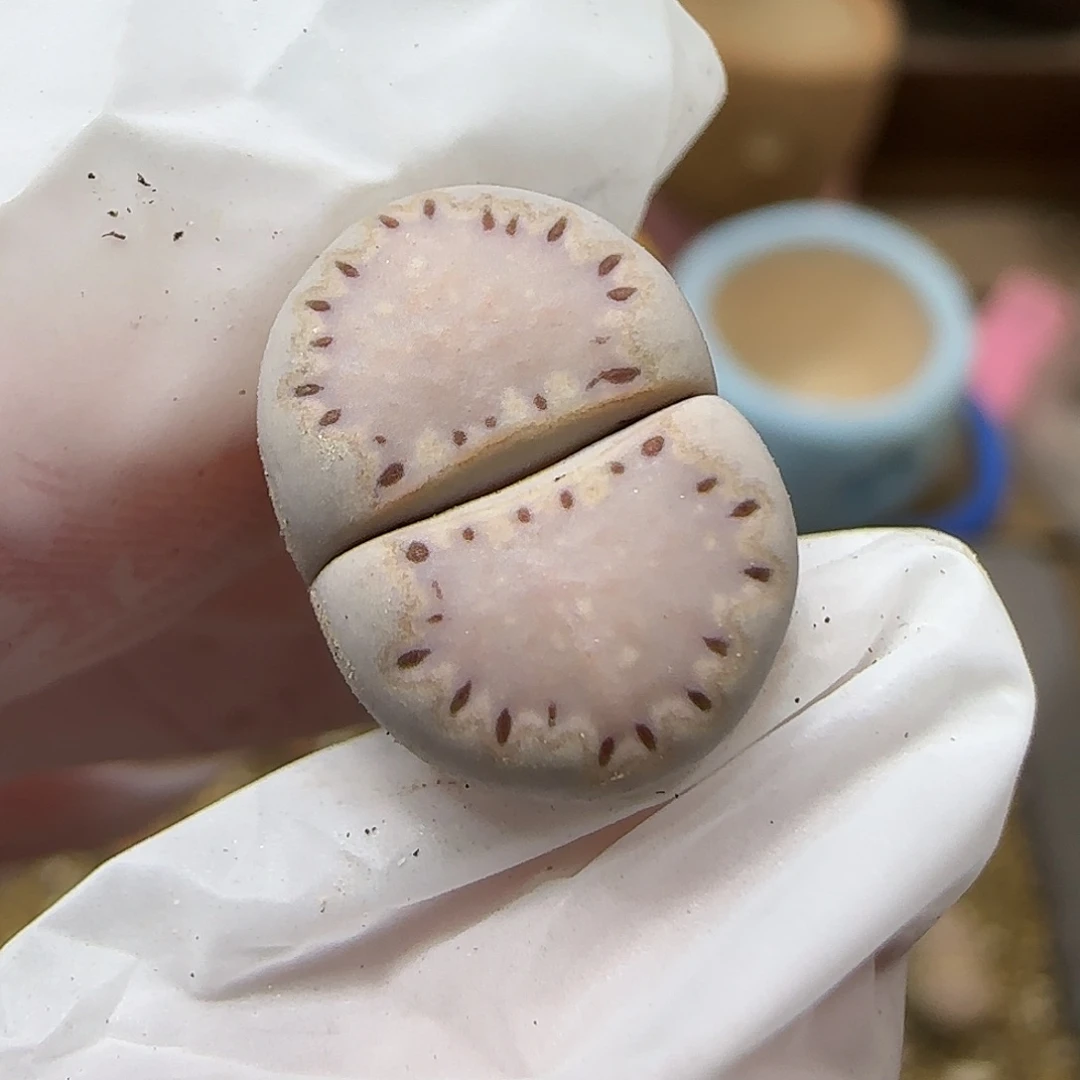 11.19.1621.015饼干.9020尺寸1.45cm