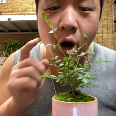 红陶袁****圆一物一拍所见即所得122