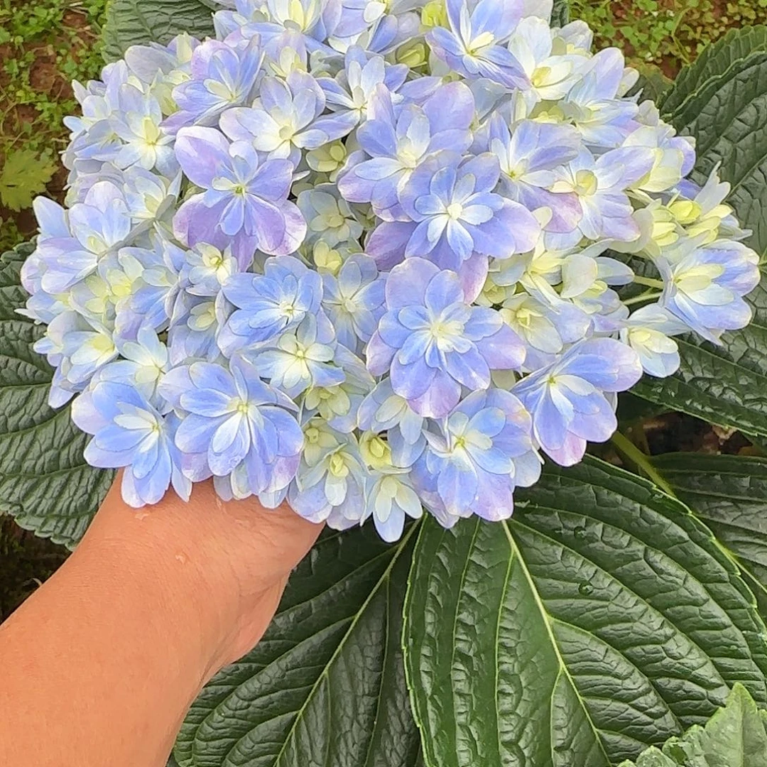 绣球切花一物一拍3枝起包邮，150