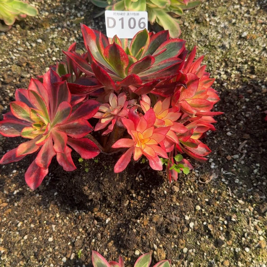 幽**霓寄养发货2颗。 多肉植物