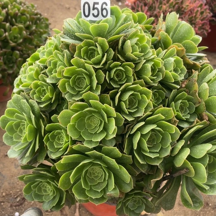 056多肉植物绿玫瑰