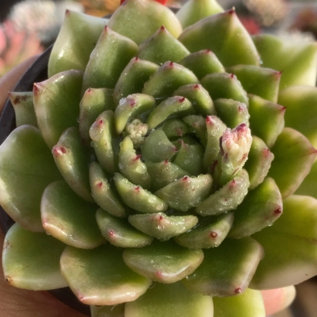 313黑玫瑰锦锦锦锦锦