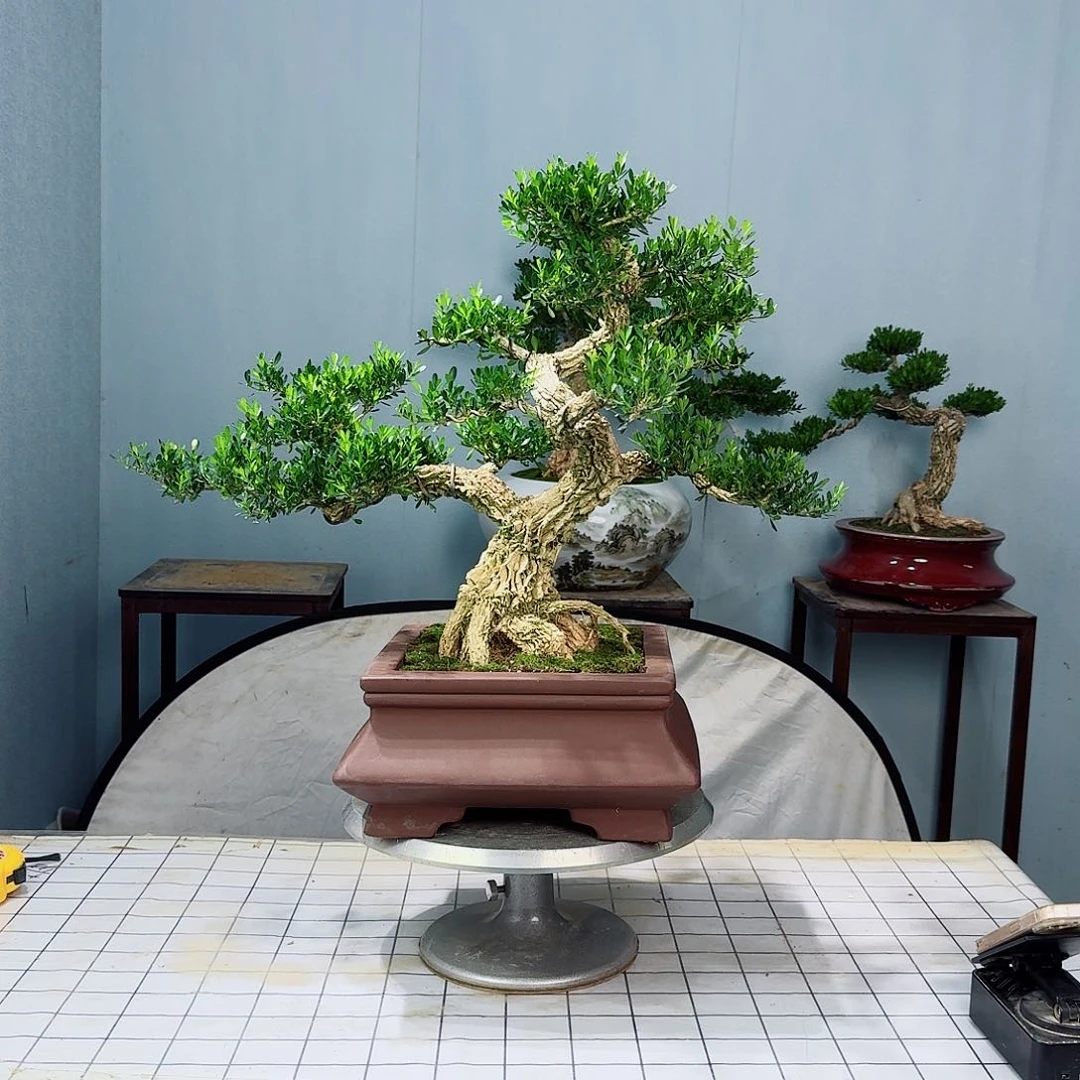 用****0广东皱皮雀舌黄杨