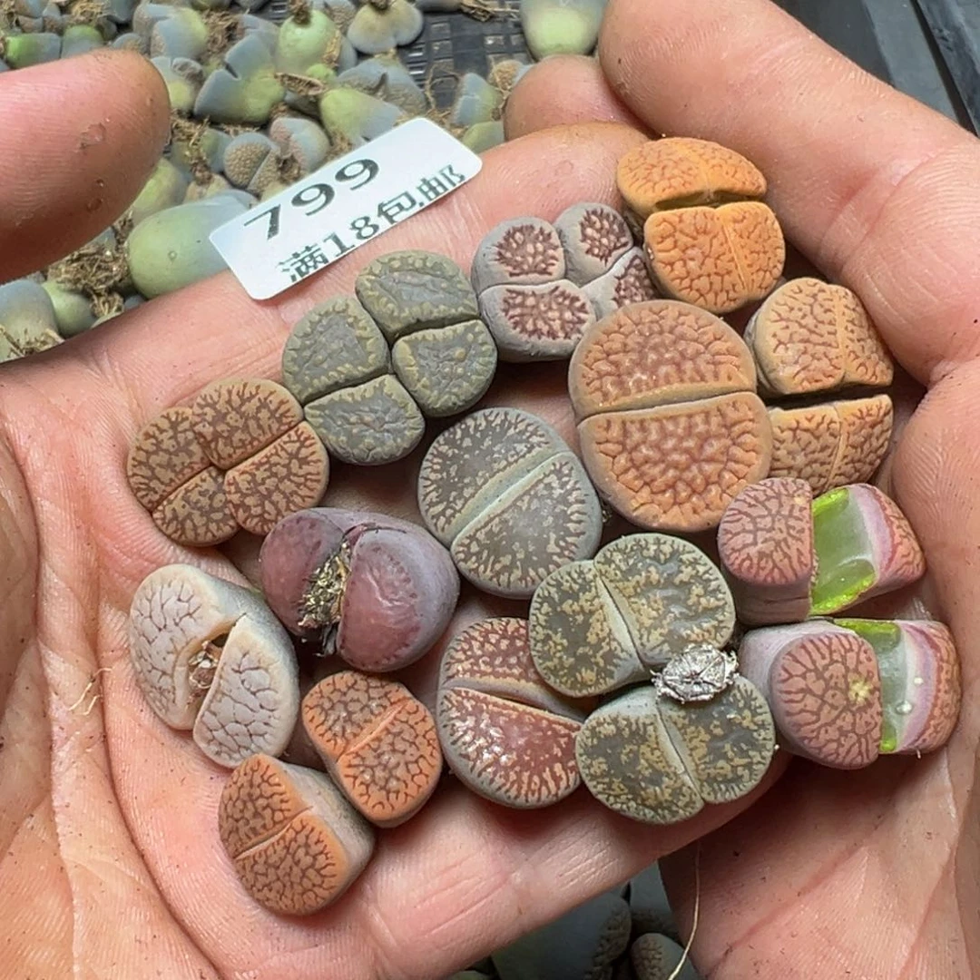 【闪购商品】 799。