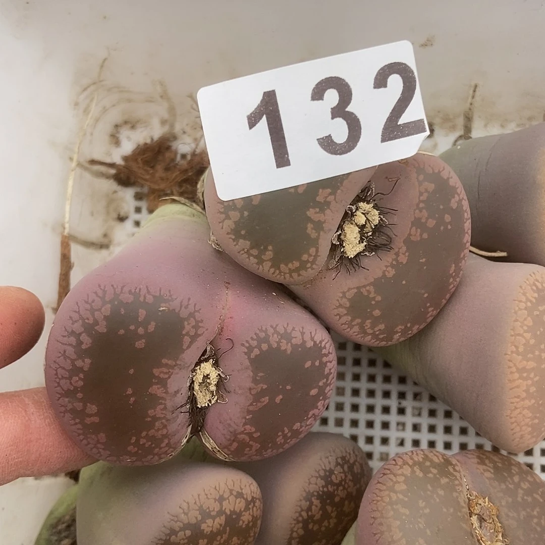 生石花一物一拍132