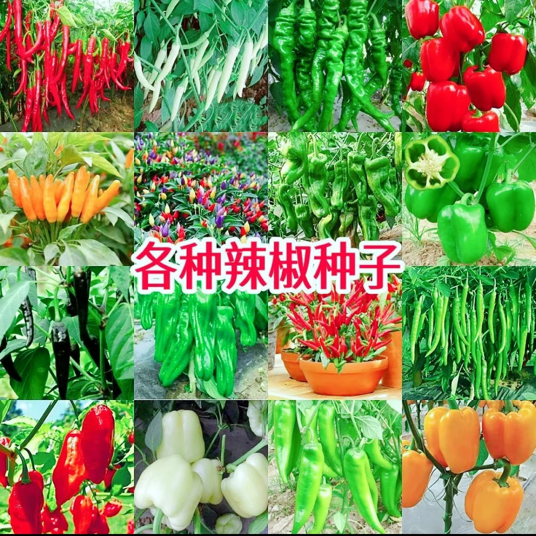 【辣椒种子大全】薄皮辣椒种子小米辣椒朝天椒螺丝椒美人椒牛角辣椒