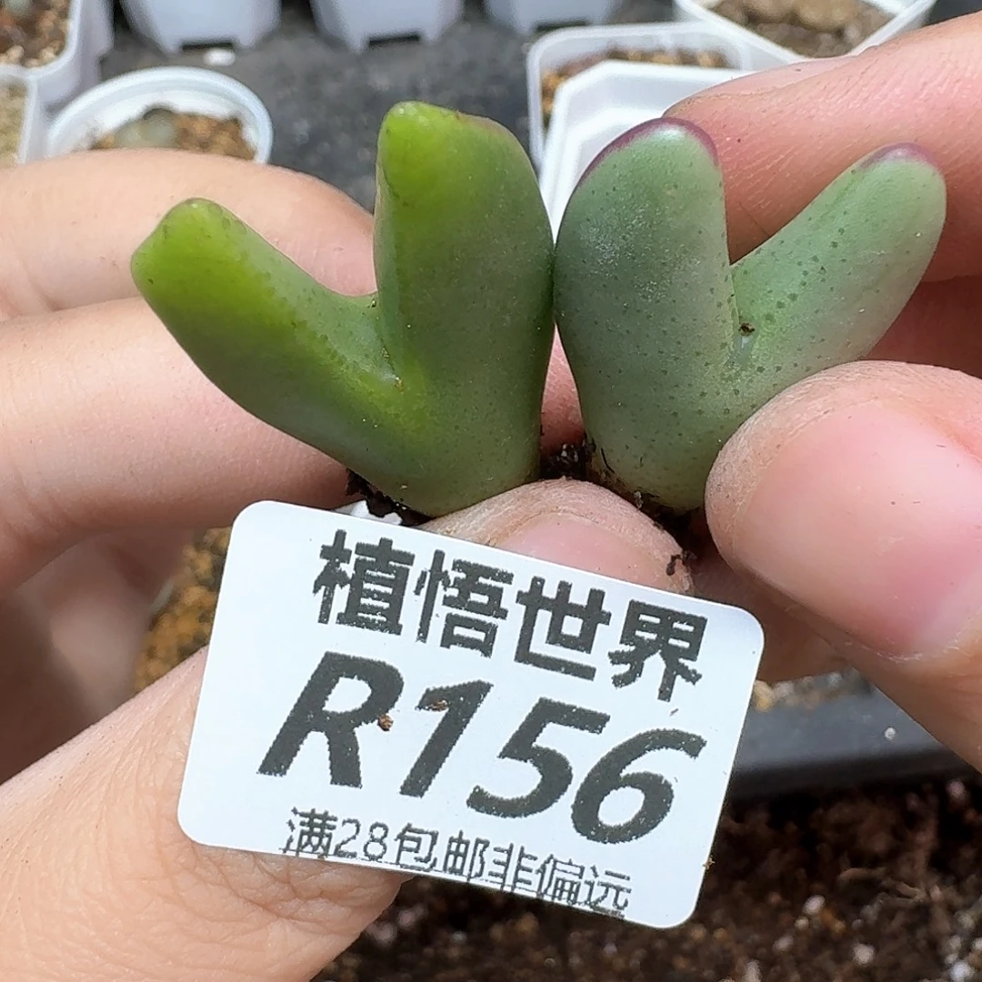 多肉植物的润泽地吃v