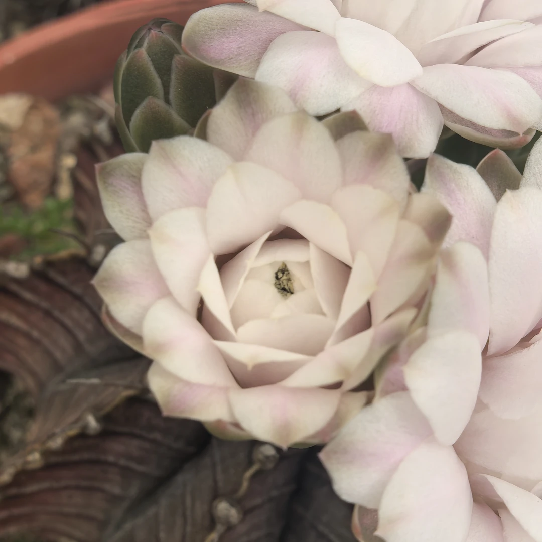 1006肋骨牡丹开花仙人球大球多肉植物阳台绿植