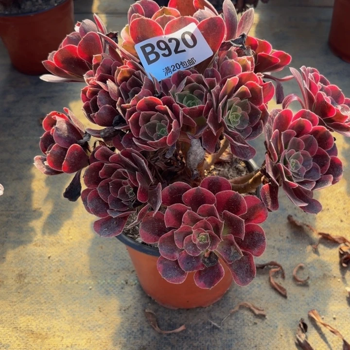 瑞妈多肉园艺920美杜莎