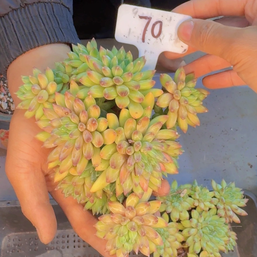 谢***菊多肉植物的生长发育
