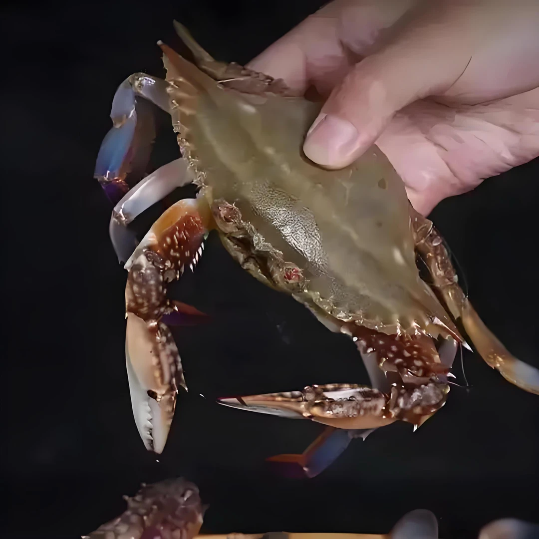 【冬脐套餐】惠来本港杂鱼套餐丰富原产地顺丰冷链包邮送礼佳品